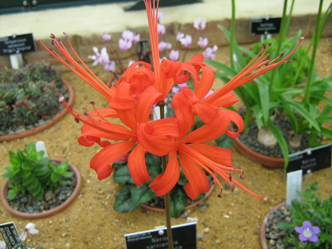  Nerine sarniensis var corusca 