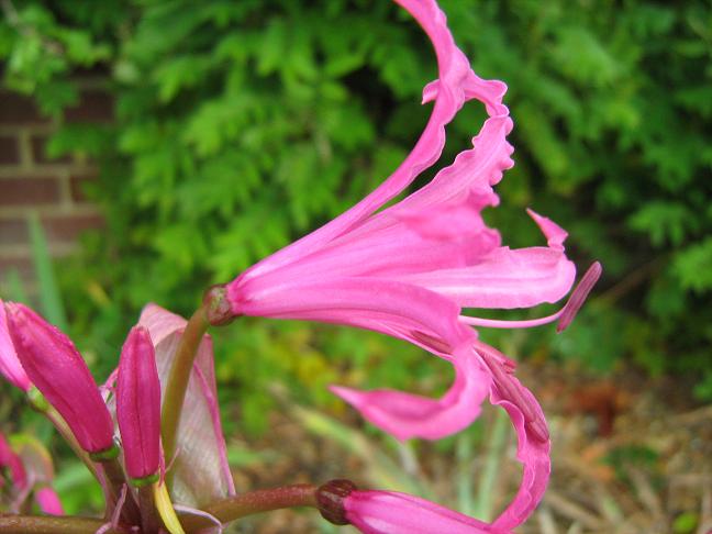  Nerine bowdenii 'Blush Beauty' 