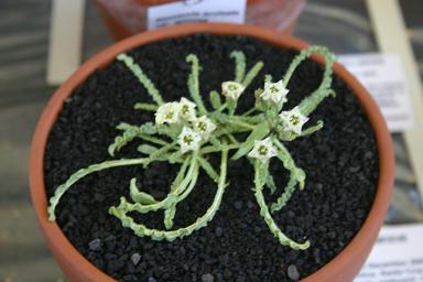 Nicotiana acaulis 