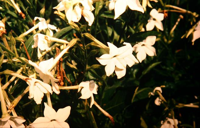 Nicotiana alata 