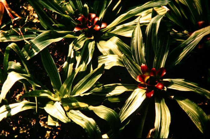 Nidularium innocentii 'Lineata' 