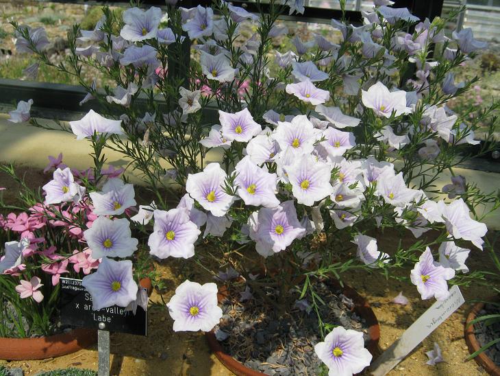 Nierembergia caerulea 