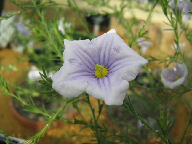 Nierembergia caerulea 