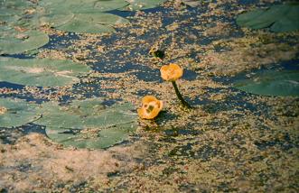 Nuphar lutea 