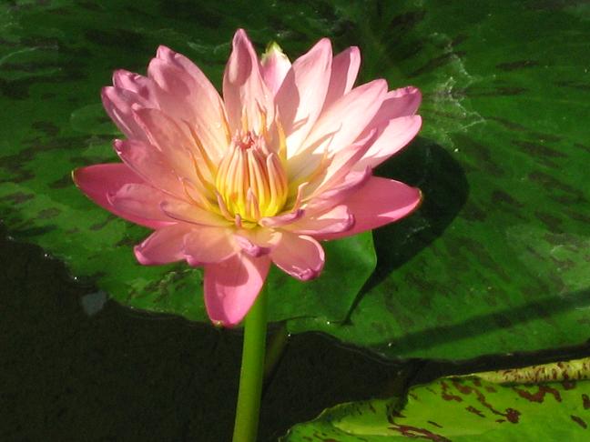 Nymphaea 'Albert Greenberg' 