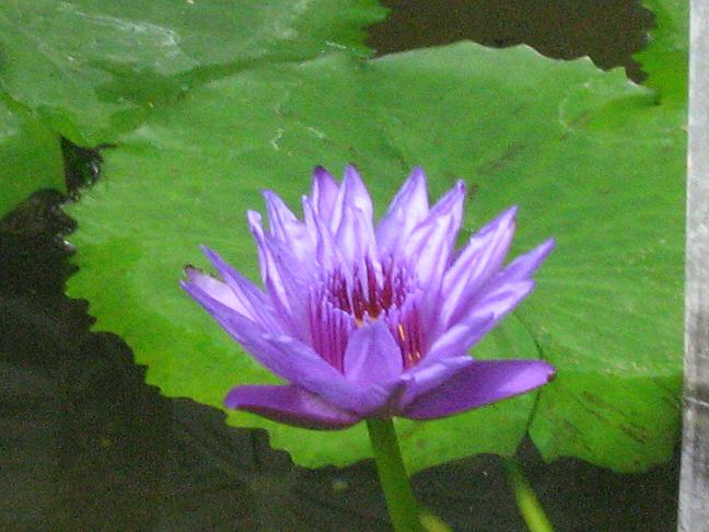 Nymphaea 'Aquarius' 