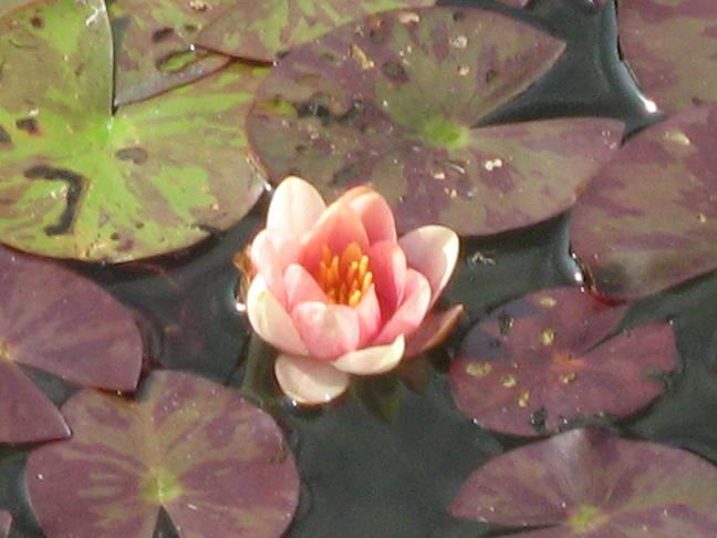 Nymphaea 'Aurora' 