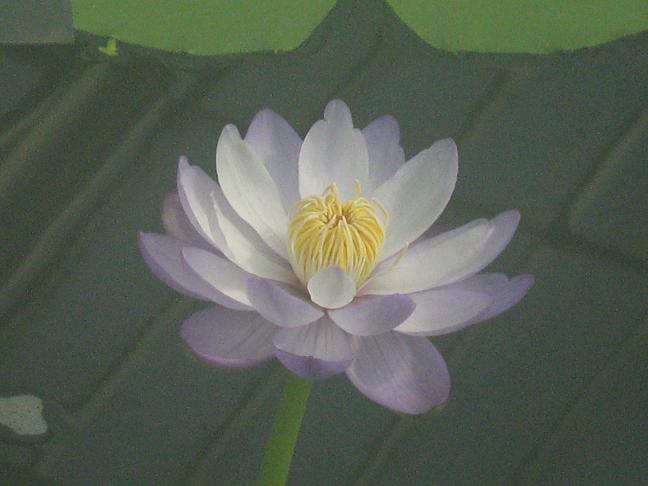 Nymphaea 'Barre Helquist' 