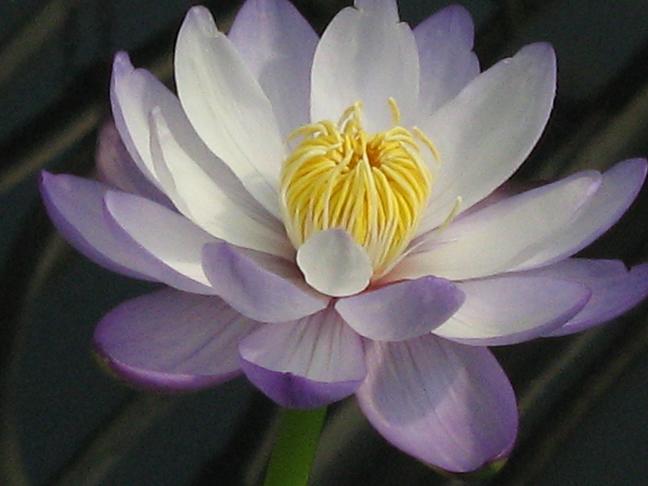 Nymphaea 'Barre Helquist' 