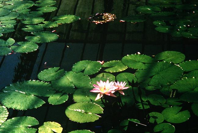 Nymphaea 'Blue Beauty' 