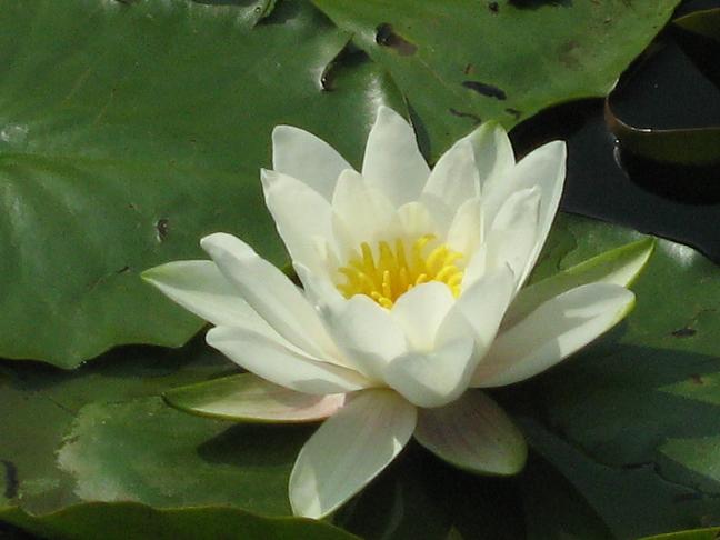 Nymphaea 'Colossea' 