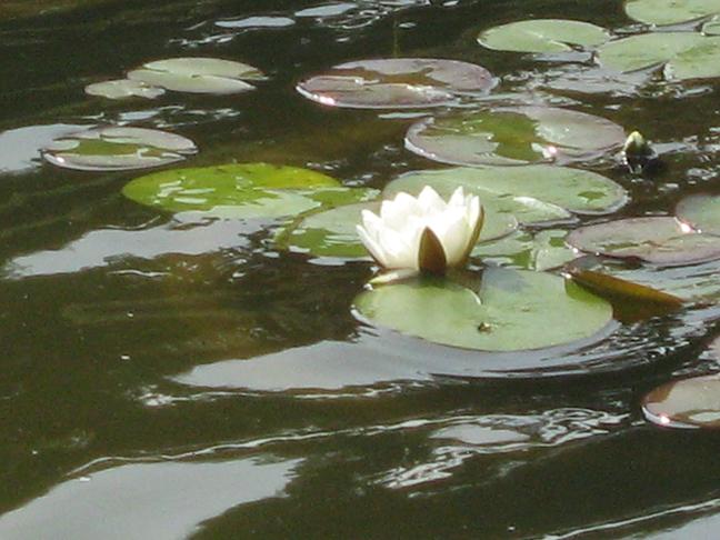 Nymphaea 'Colossea' 