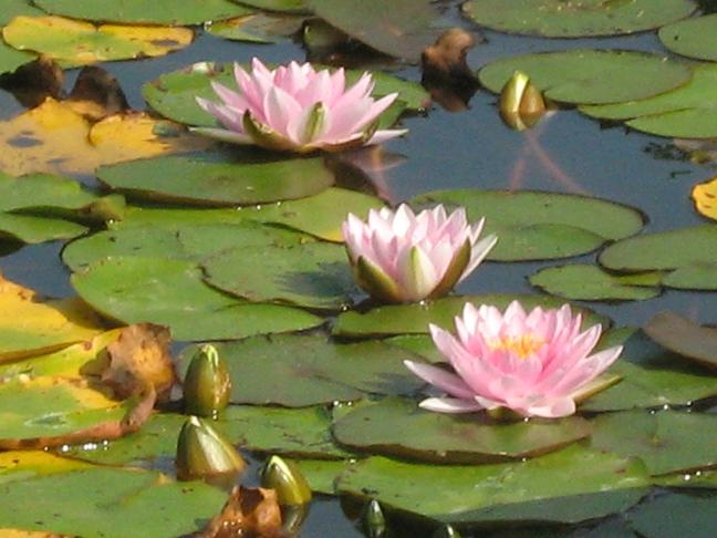 Nymphaea 'Darwin' 