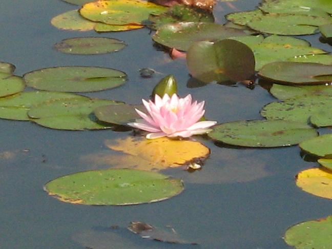 Nymphaea 'Darwin' 