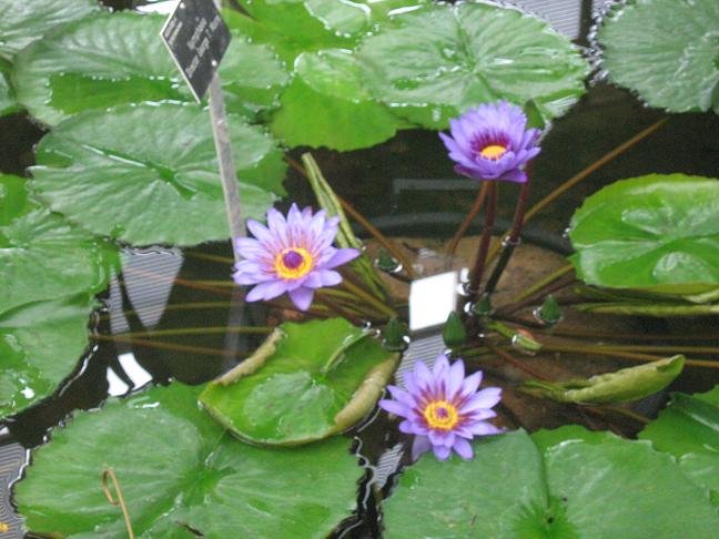 Nymphaea 'Director George T.Moore' 