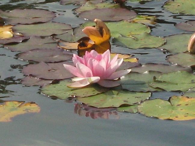 Nymphaea 'Fabiola' 