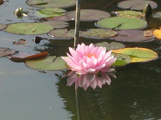 Nymphaea 'Hollandia' 