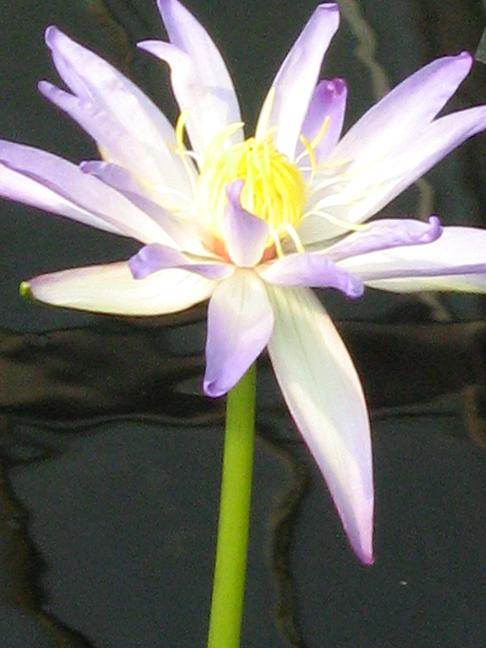 Nymphaea 'Kew's Perfect Stranger' 