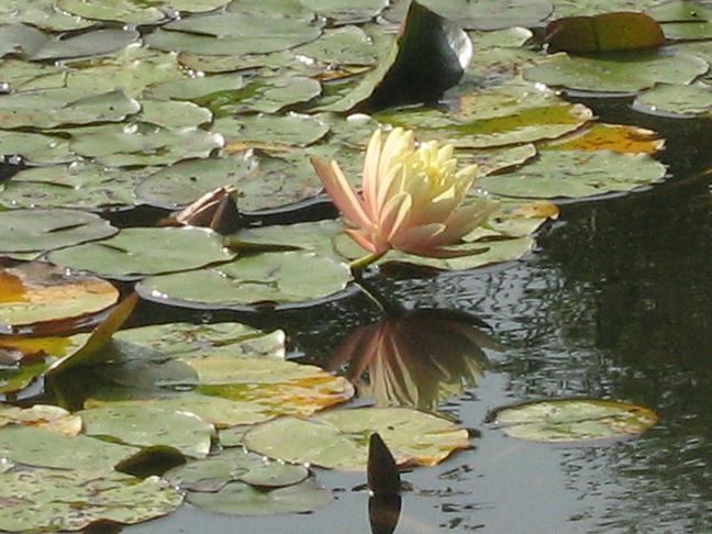 Nymphaea 'Maria' 