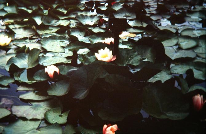 Nymphaea 'Marliacea' 