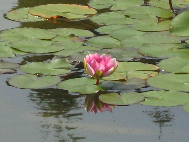 Nymphaea 'Masaniello' 