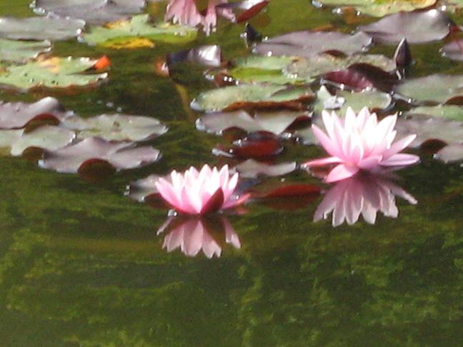 Nymphaea 'Pink Sensation' 