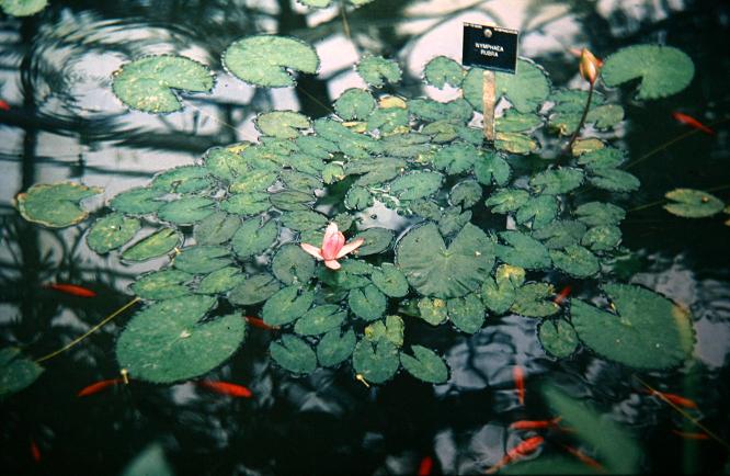 Nymphaea rubra 