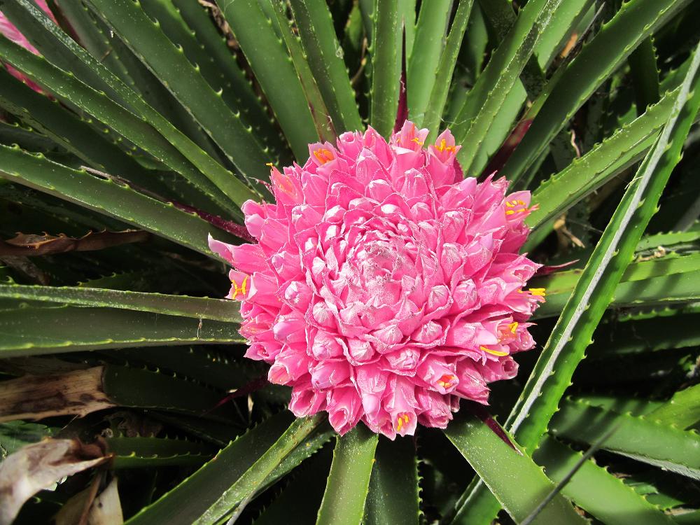 Ochagavia carnea 