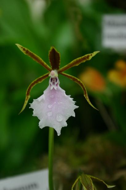 Odontoglossum stellatum 