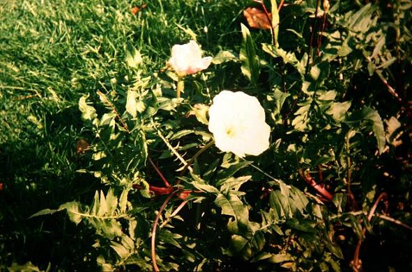 Oenothera acaulis 