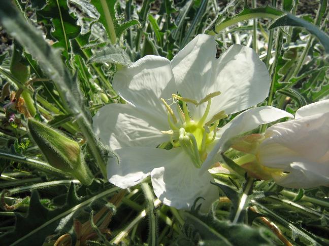 Oenothera caespitosa 