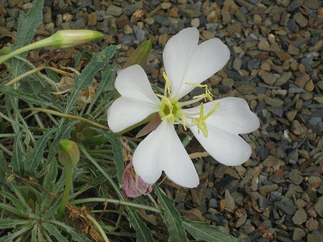 Oenothera caespitosa 