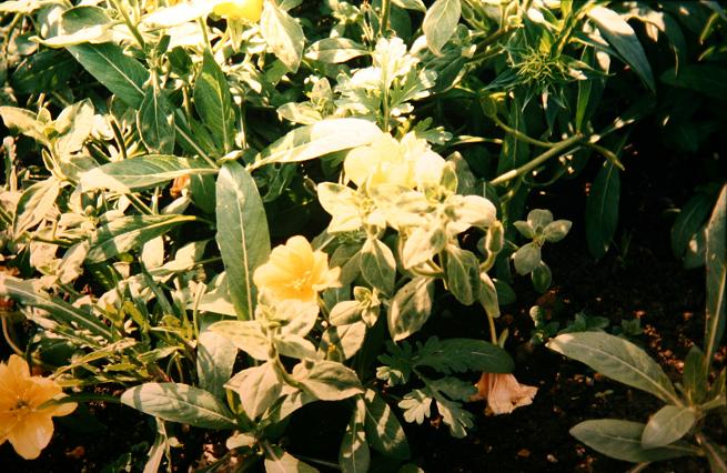 Oenothera curvifolia 