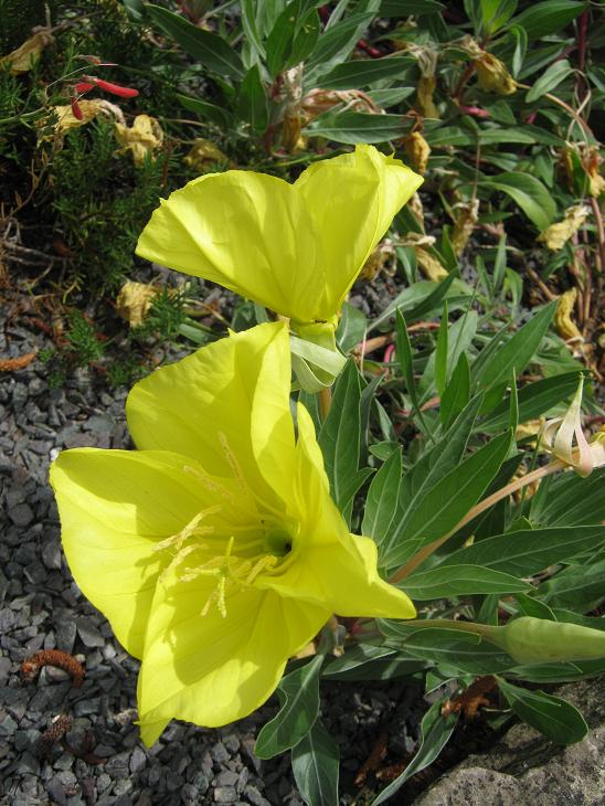 Oenothera missouriensis 