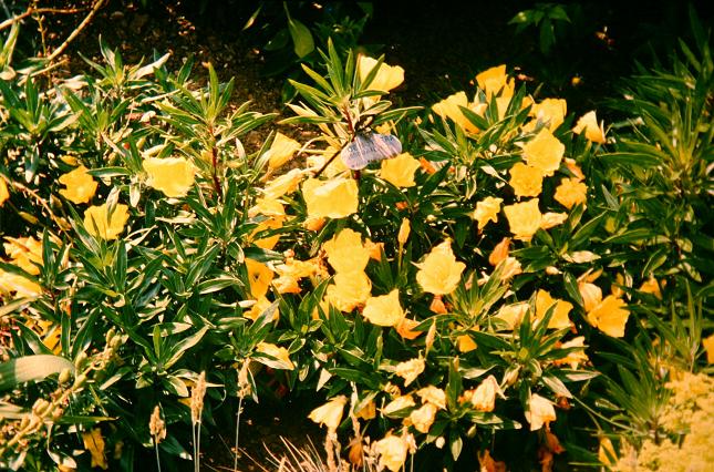 Oenothera missouriensis 