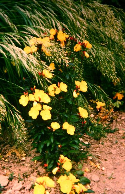 Oenothera 'William Cuthberston' 