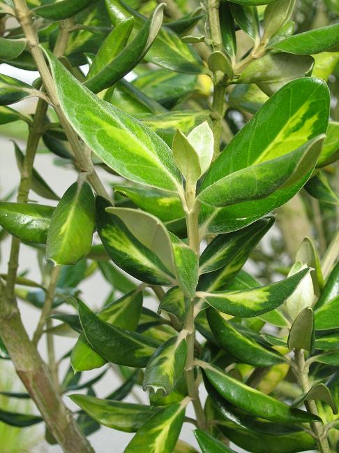 Olearia traversii 'Variegata' 