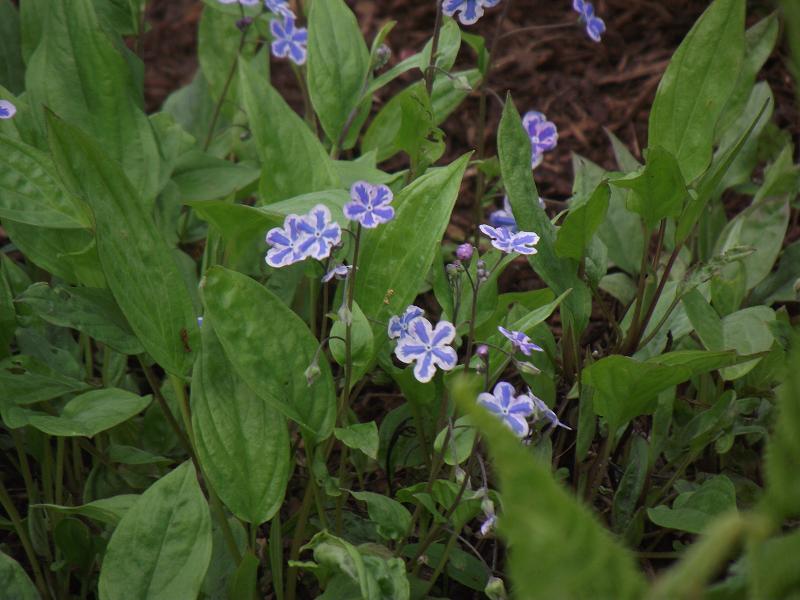 Omphalodes cappadocica 'Starry Eyes' 