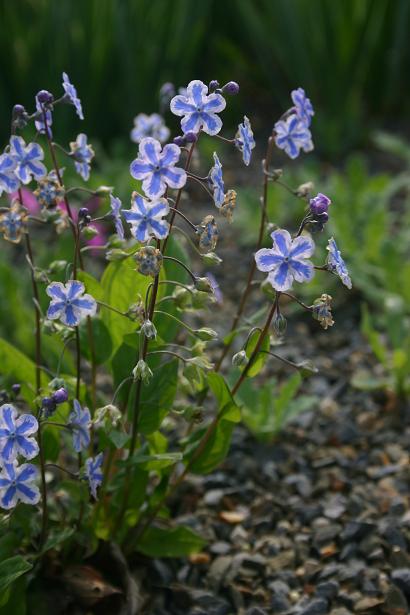 Omphalodes cappadocica 'Starry Eyes' 