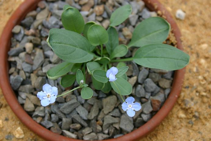 Omphalodes lojkae 