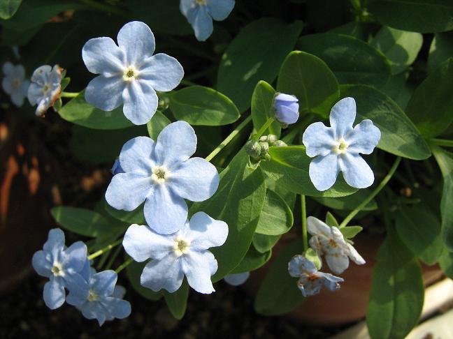 Omphalodes lojkae 