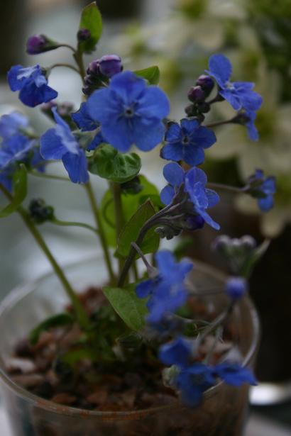 Omphalodes verna 