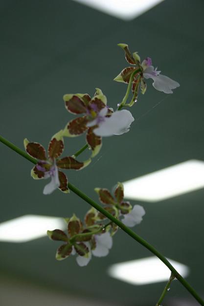 Oncidium leucochilum 