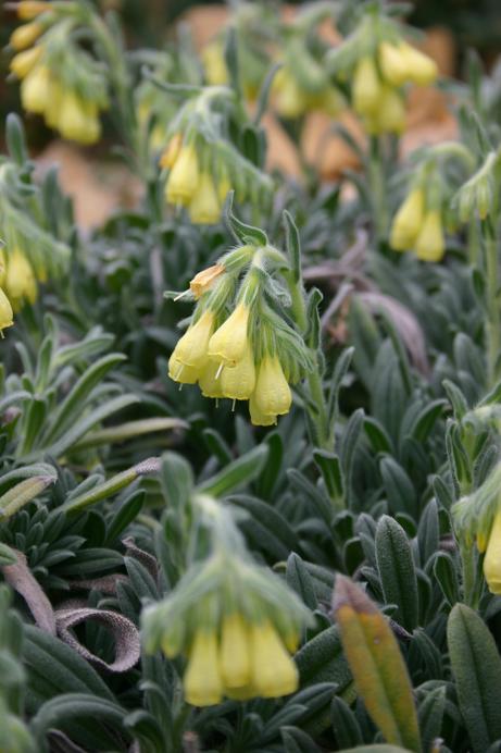 Onosma araratica 