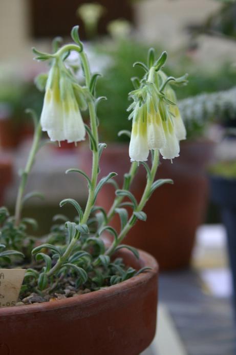 Onosma nanum 