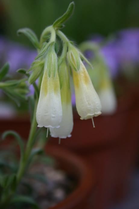 Onosma nanum 