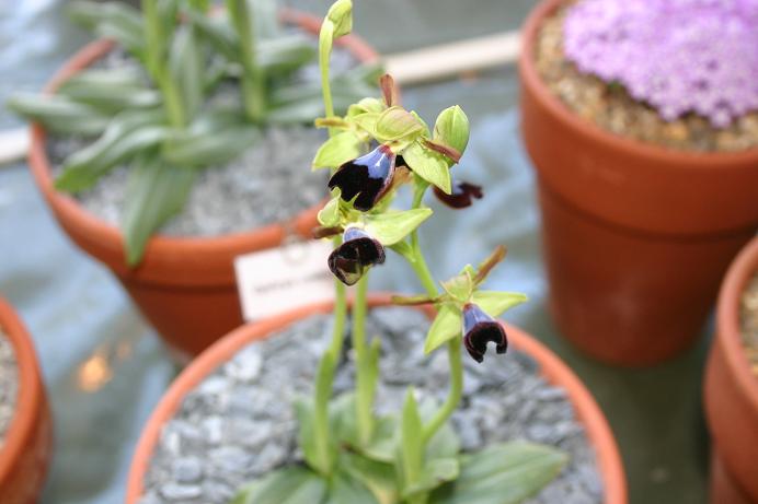 Ophrys atlantica 