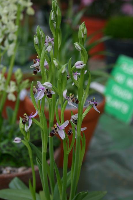 Ophrys dodekanensis 