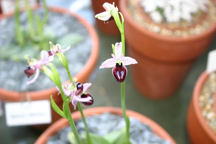 Ophrys ferrum-equinum 