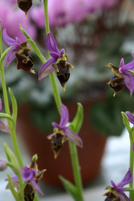 Ophrys heldreichii 